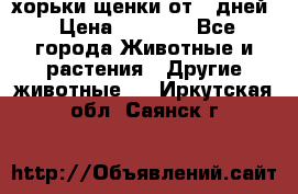 хорьки щенки от 35дней › Цена ­ 4 000 - Все города Животные и растения » Другие животные   . Иркутская обл.,Саянск г.